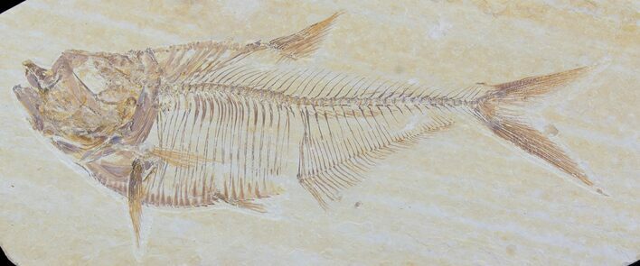 Detailed, Diplomystus Fossil Fish - Wyoming #79070